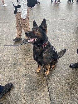 K-9